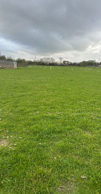 Sheep Grazing in Saltford