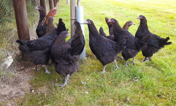Black Copper Maran Pullets