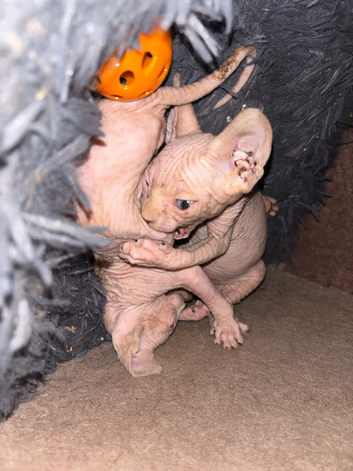 Two kittens for sale