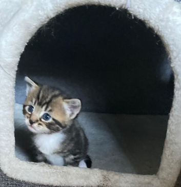 3 beautiful kittens available to view