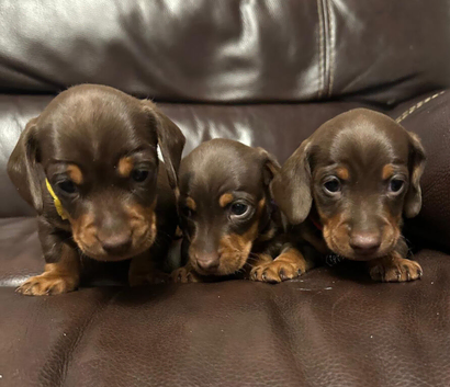 Beautiful chocolate & tan miniature dachshunds