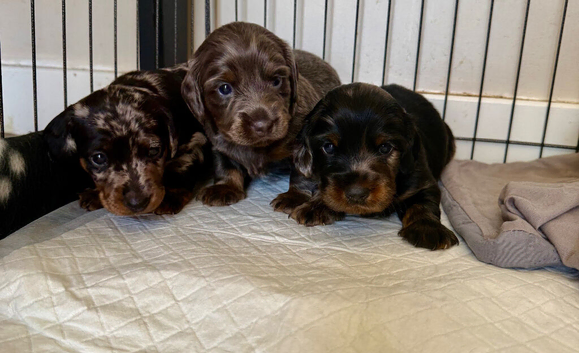 3 beautiful dachshund puppies