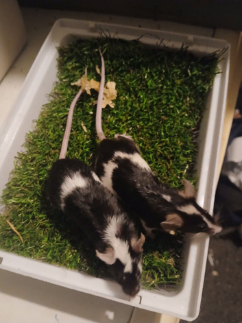 Adult trio breed your own tri-colour delivery available