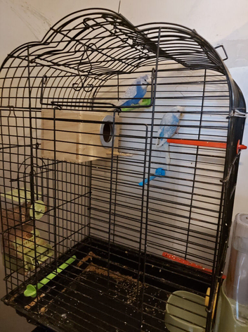 Breeding pair of budgies