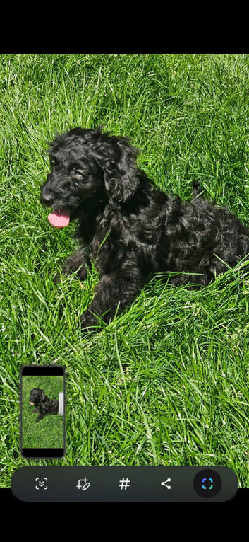 Cockapoo puppies F1