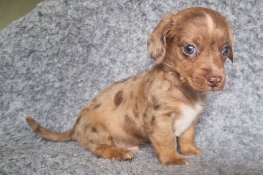 Dachshund x puppies