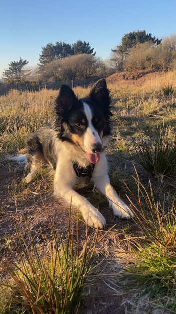 4 year old collie