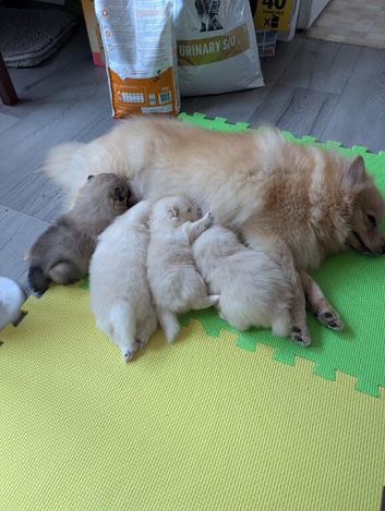 Pomeranian puppies for sale