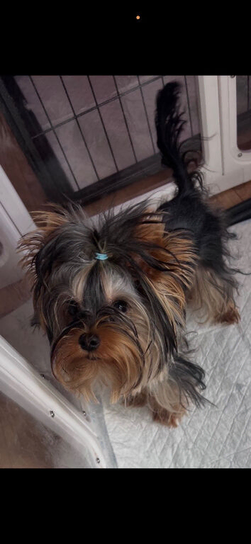 Male Yorkshire Terrier 2KG