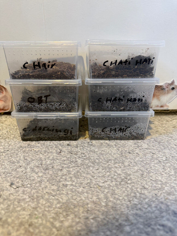 Various tarantula slings