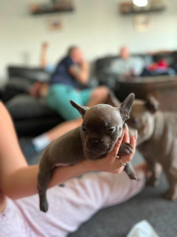 Micro bully puppies