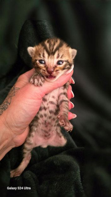 BENGAL X SELKIRK REX BOYS