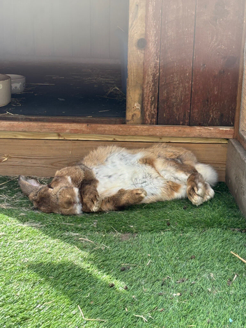 French lop Male Frank