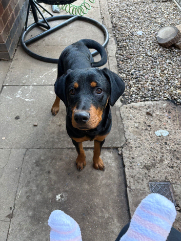 6 month old Rottweiler/doberman bitch