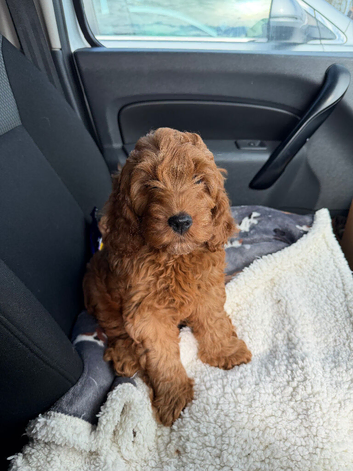 Cockapoo red female pup