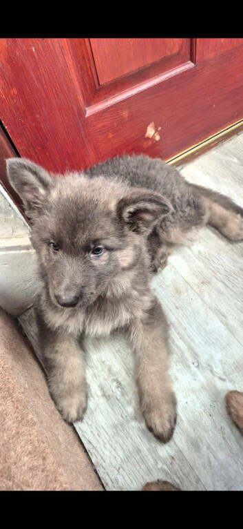 German Shepherd puppies for sale