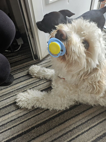 Cockerpoo 5 years old