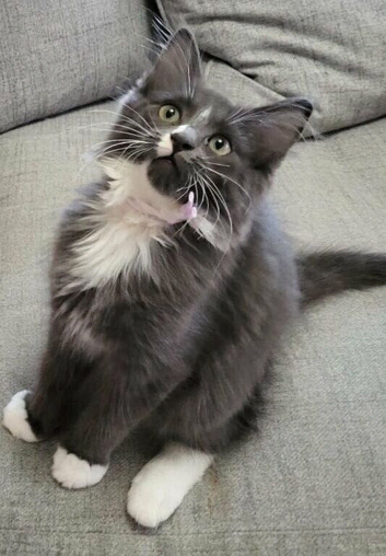 Ragdoll/mainecoon
