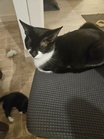 Kittens