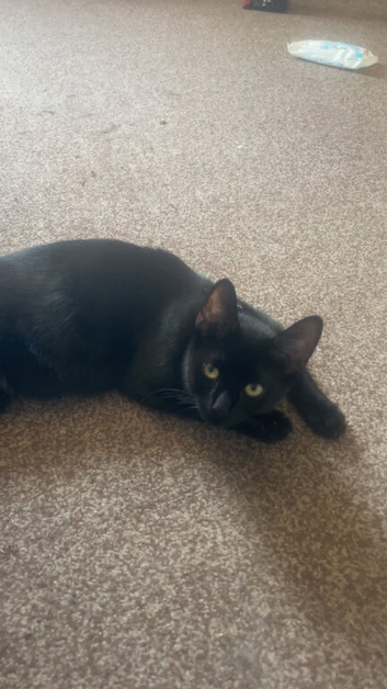 11 month old female