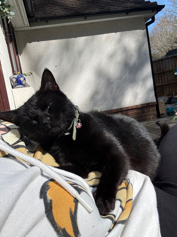 Black female looking for forever home