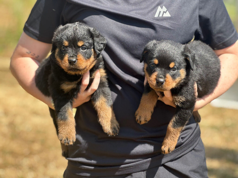 2 Rottweiler puppies