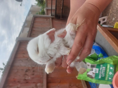 Beautiful baby lops