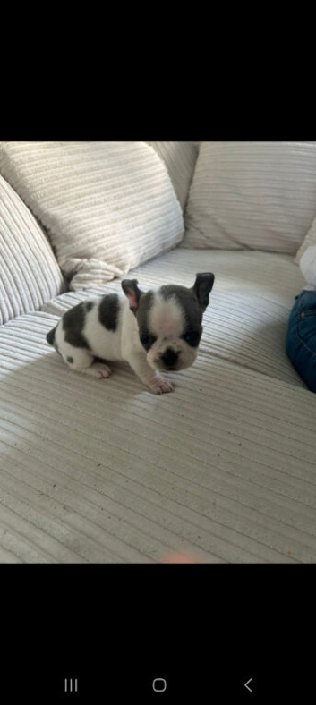 Frenchie mixed two girls one boy avaible next week