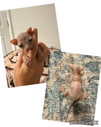 Sphynx babies - 2 boys left
