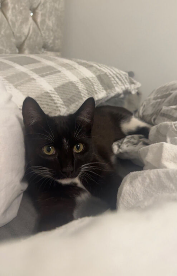 Cat male