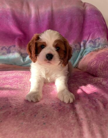 Beautiful Cavalier King Charles Spaniel Puppies