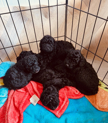 F1b Cockapoo puppies