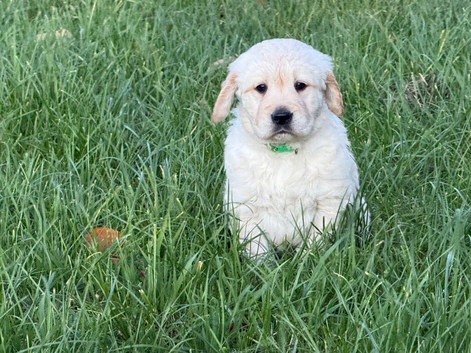 Ready now - kc retreiver puppies