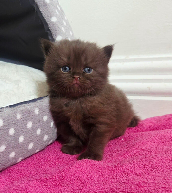Beautiful Chocolate British Shorthair Kittens | GCCF Registered