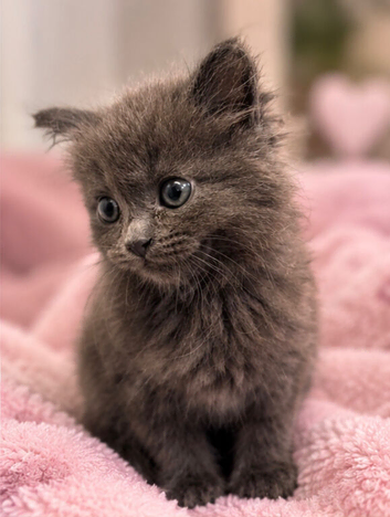 2 grey Persian cross kittens