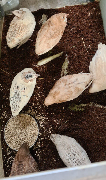 Celadon gene quails &pound;3.00