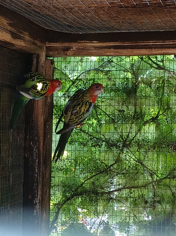 Golden mantle rosellas