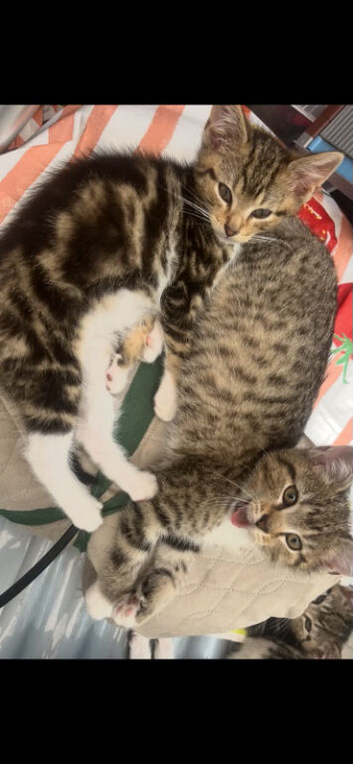 Adorable kittens