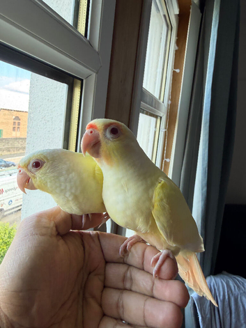 Creamino conure