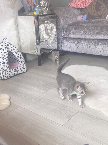 British shorthair tabby kittens