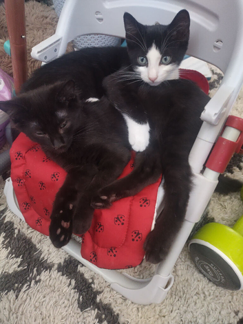 2 kittens