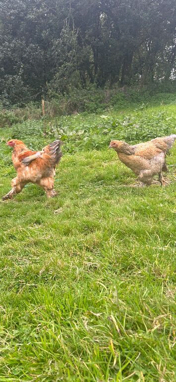 Brahma&rsquo;s
