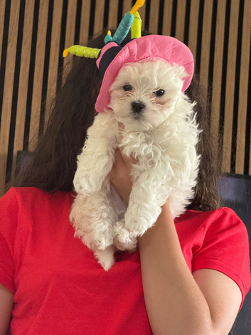 Korean Maltese