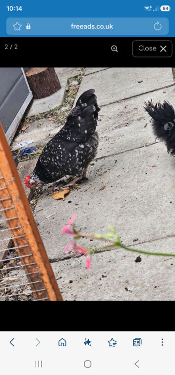 Chicken female