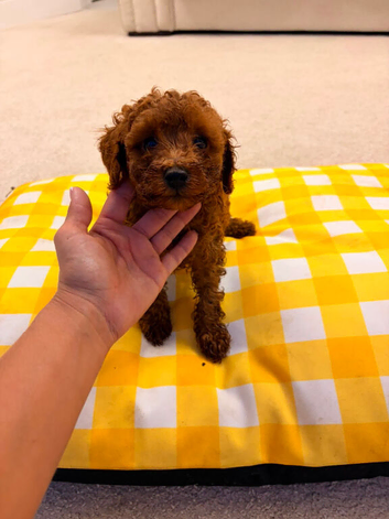 Boy cavapoo