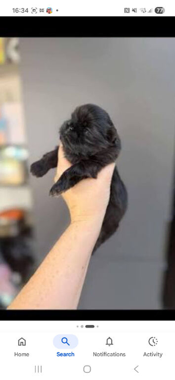 Two beautiful little boys shihzu pups
