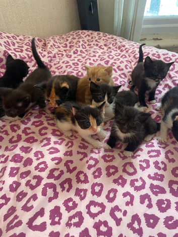 Beautiful Kittens