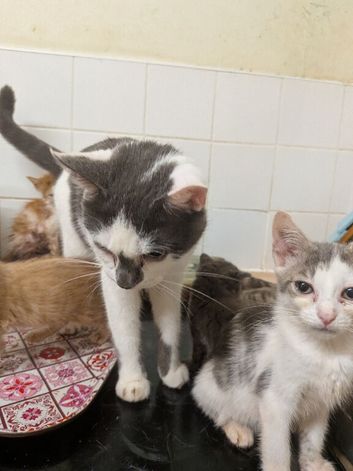 Kittens &cats for sale