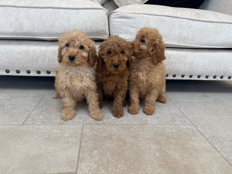 Miniature multigeneration labradoodle