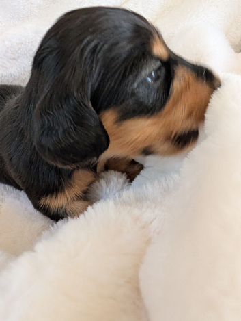Long haired stunning puppies